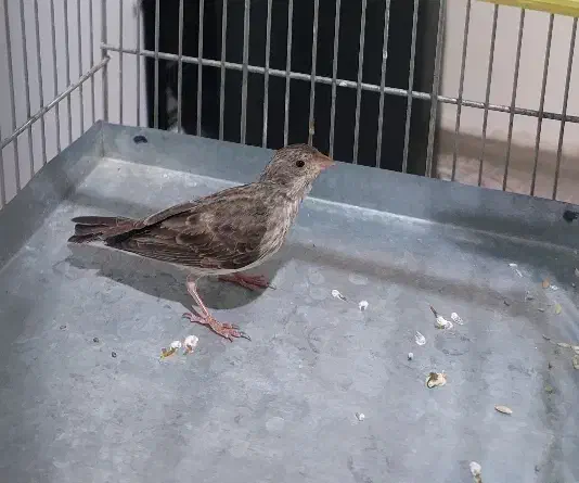 یاسمین طوسی نر|پرنده|تهران, وحیدیه|دیوار