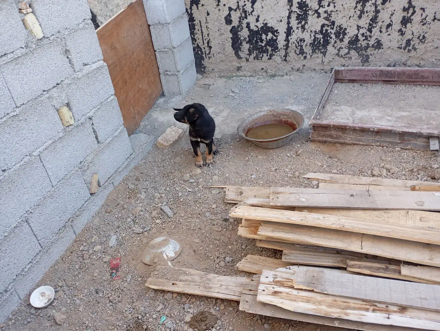 توله سرابی اصیل ماده|سگ|خلخال, |دیوار