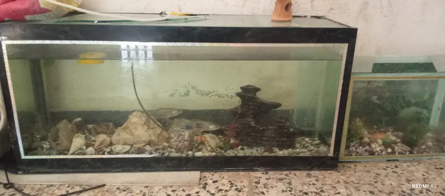 اکواریوم ارزان|ماهی|خرم‌آباد, |دیوار