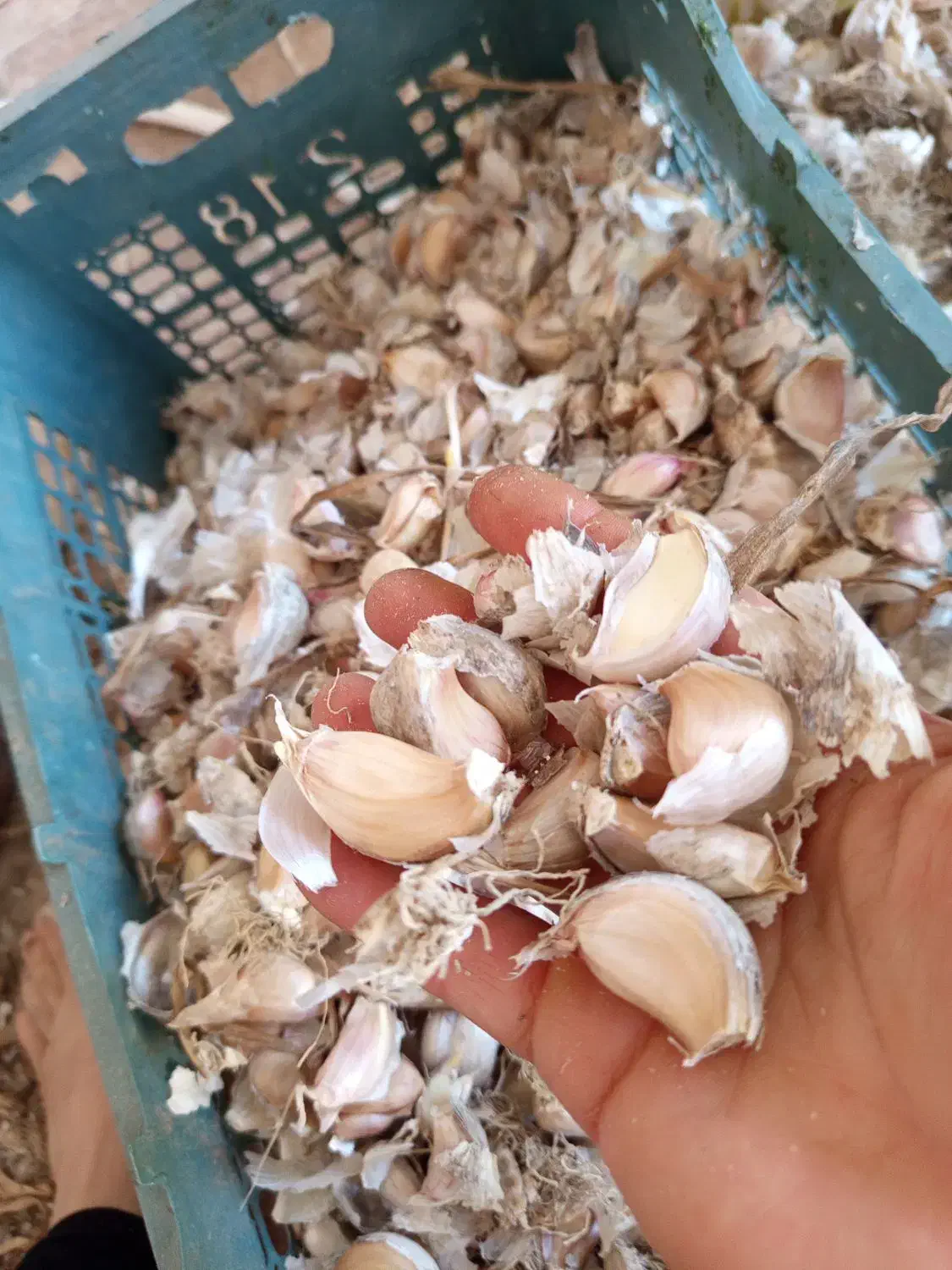 بذر سیر محلی هزار جریب|خوردنی و آشامیدنی|رستمکلا, |دیوار