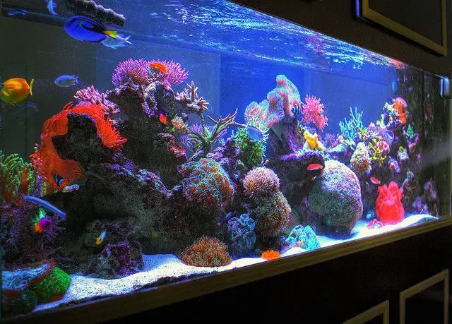 طراحی نصب آکواریوم پلنت آبنما تضمینی|ماهی|مشهد, نیروی هوایی|دیوار