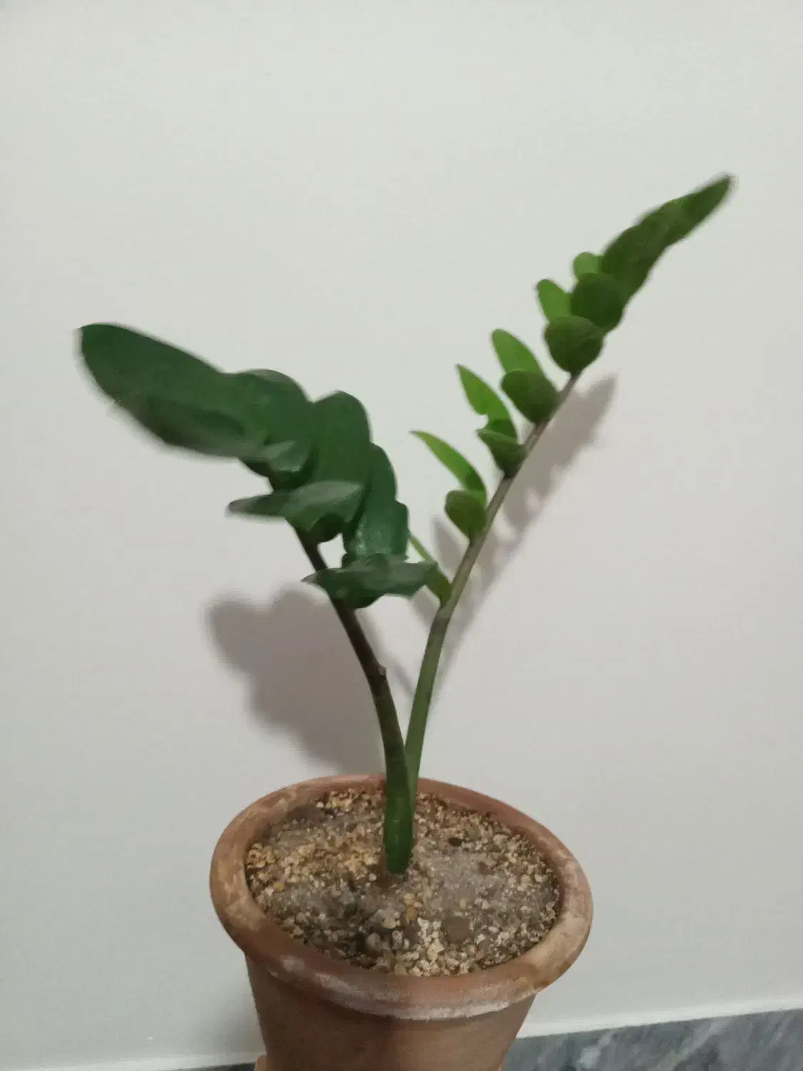 نخل و...|گل مصنوعی|تبریز, |دیوار