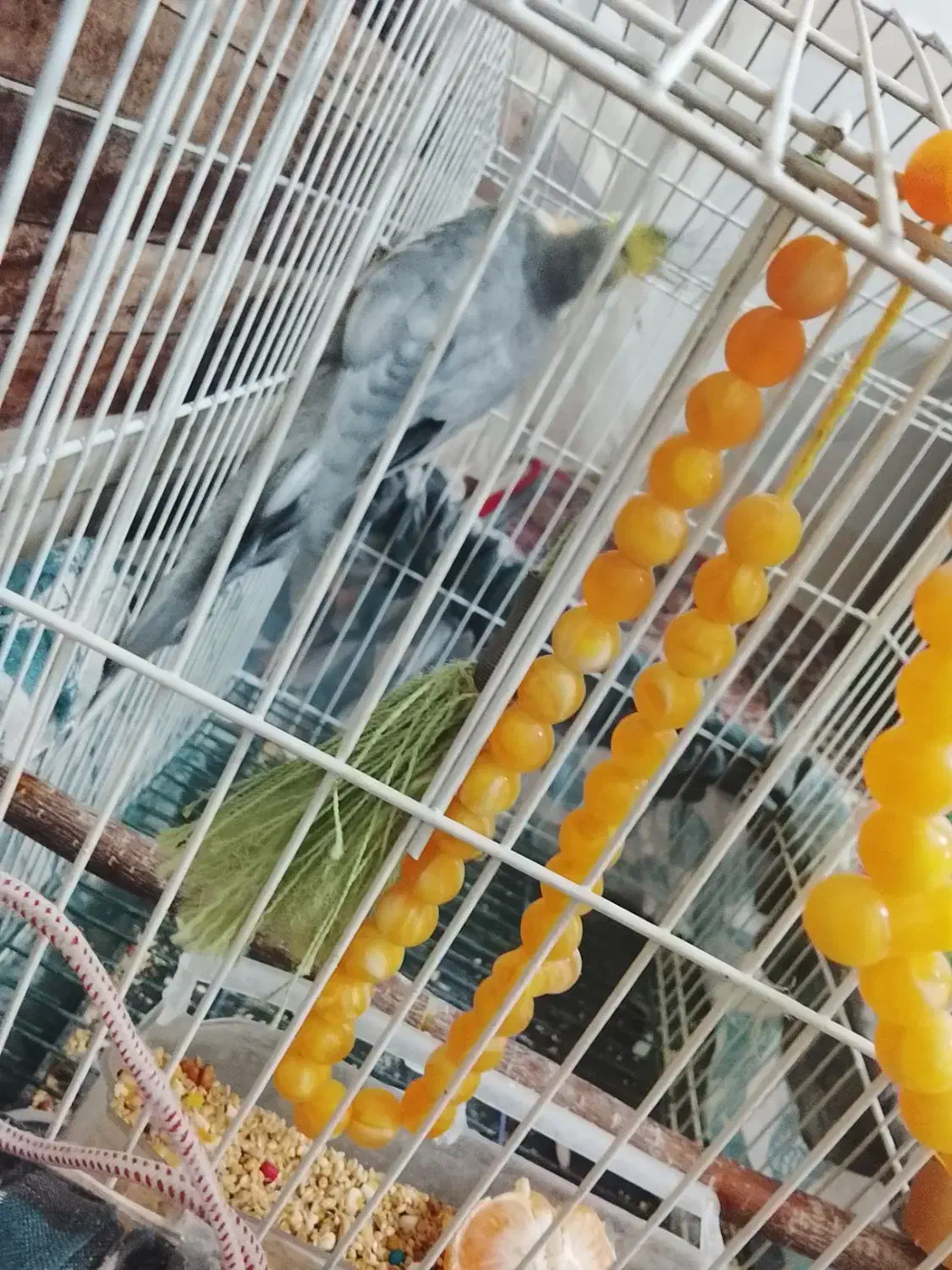 عروس هلندی نر|پرنده|بناب, |دیوار