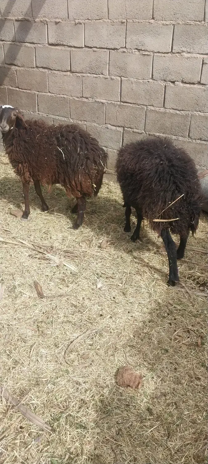 فروش گوسفند نژاد عالی|حیوانات مزرعه|نرماشیر, |دیوار