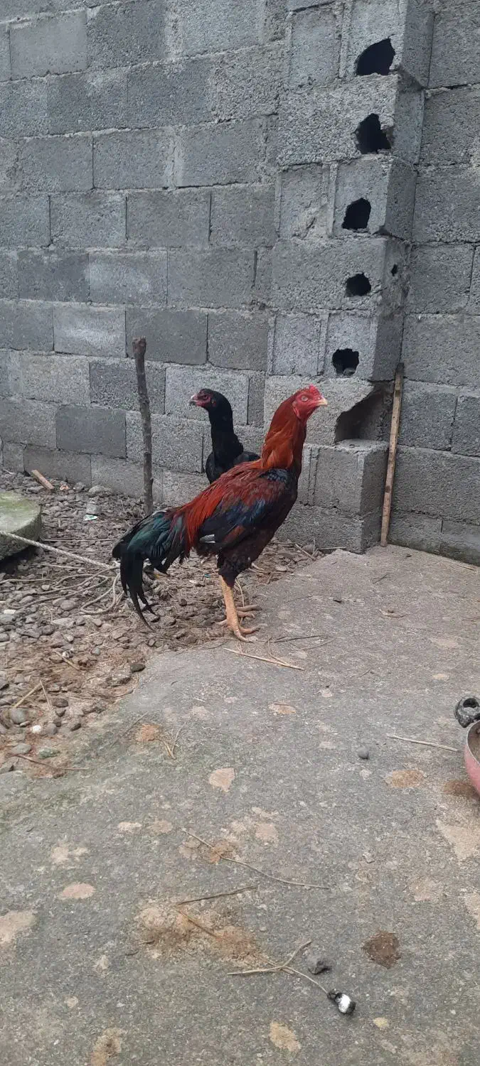 مرغ خروس|حیوانات مزرعه|سنگر, |دیوار