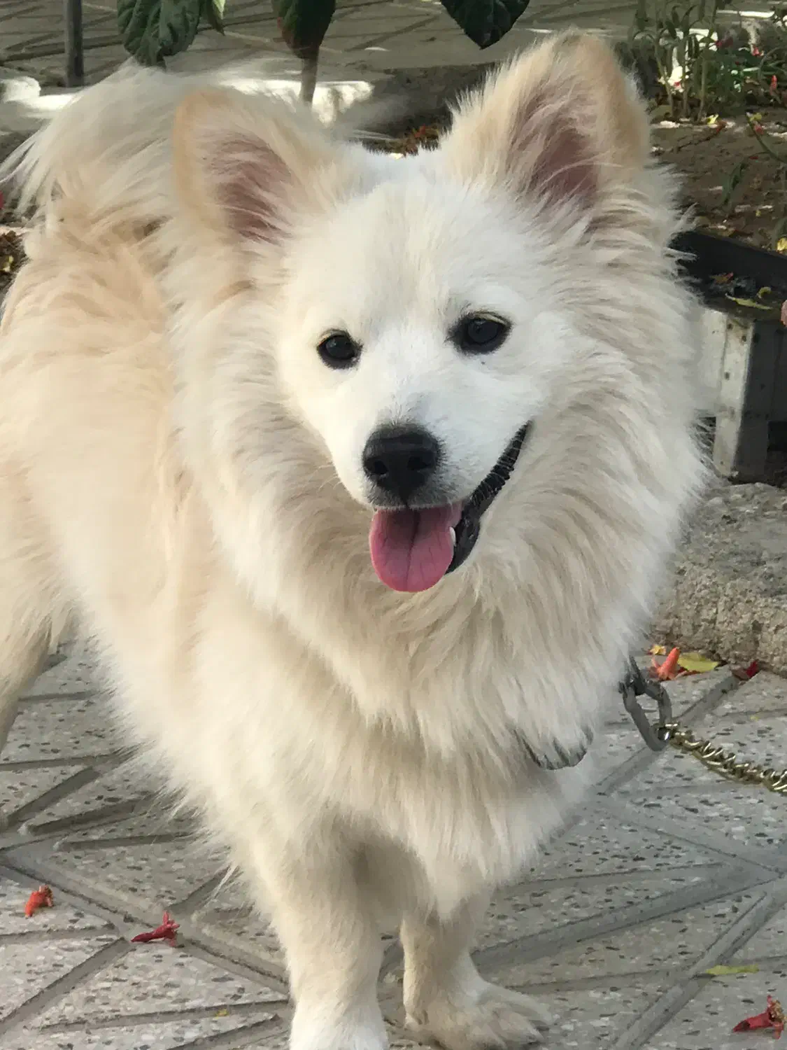 سگ میکس اشپیتز ژاپنی|سگ|لنجان, |دیوار