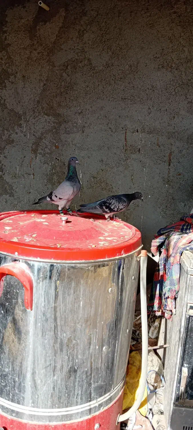 یک جفت نروماده|پرنده|هامون, |دیوار