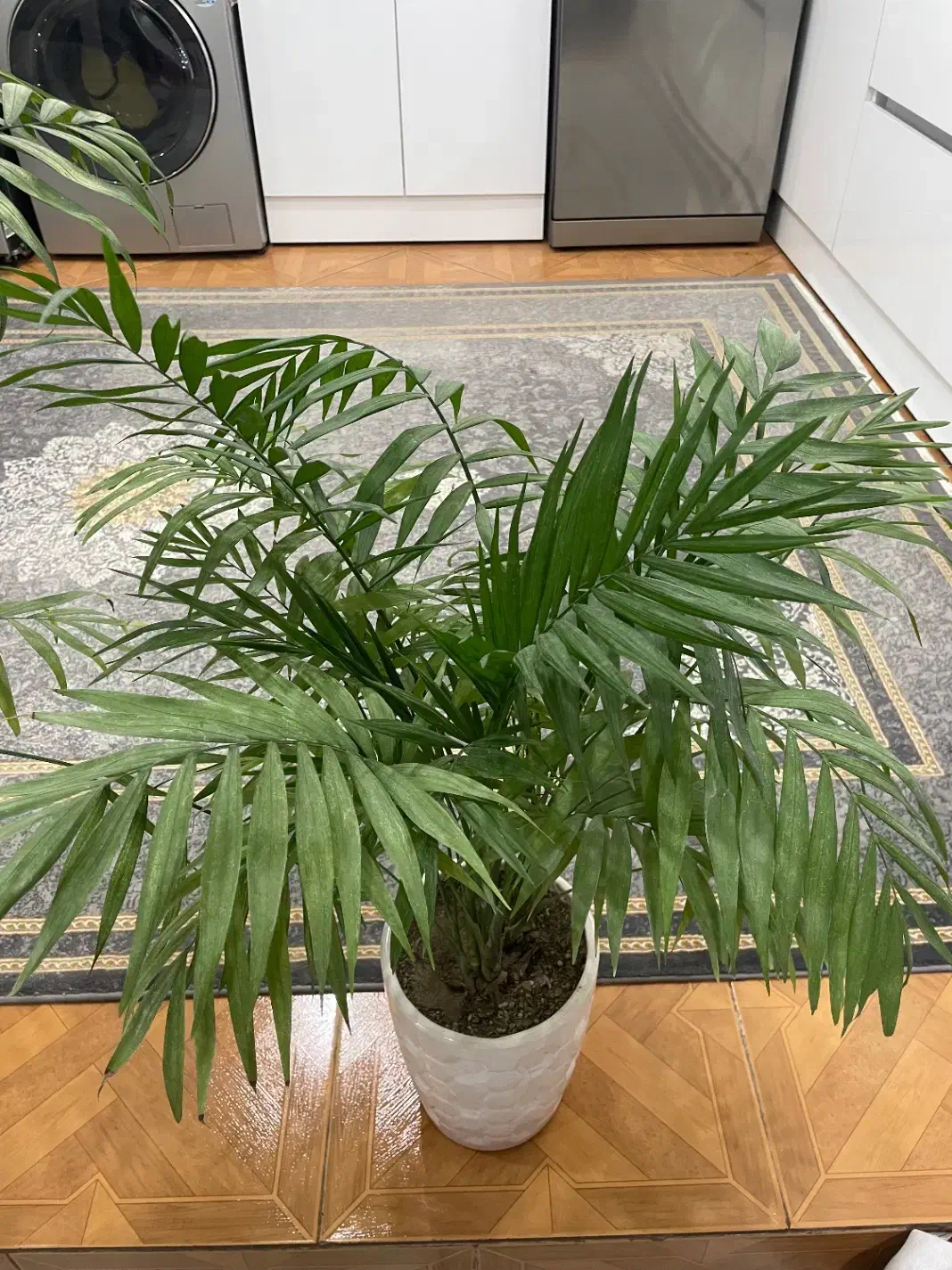 گل های طبیعی شامادورا اریکا کاکتوس|گل و گیاه طبیعی|شهریار, رزکان|دیوار