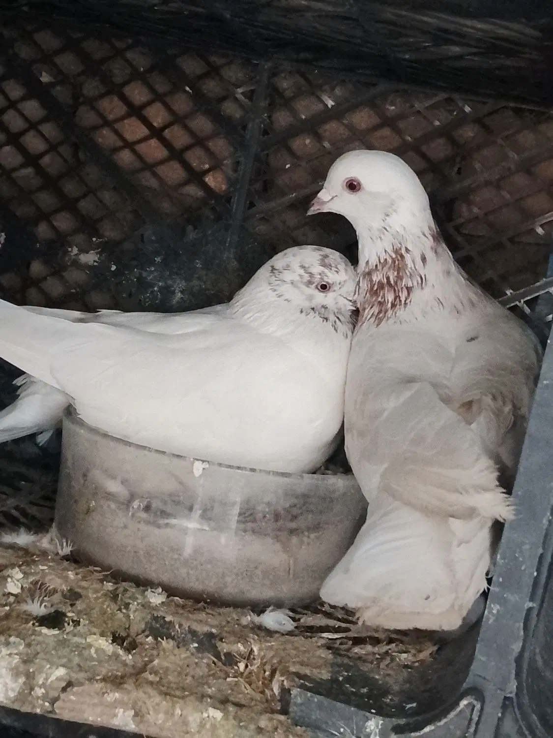 کبوتر|پرنده|گرگان, |دیوار