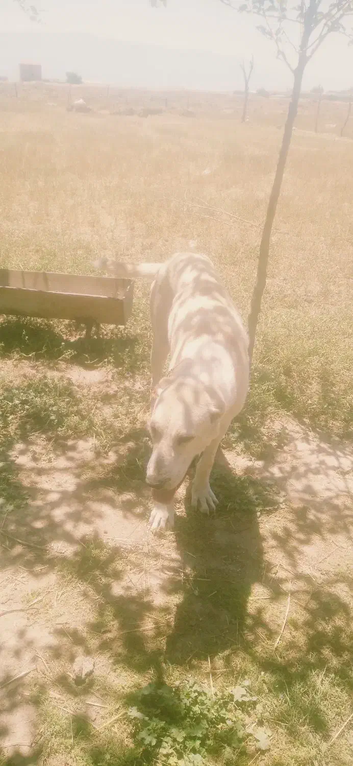 سگ گمشده|سگ|سیمین شهر, |دیوار