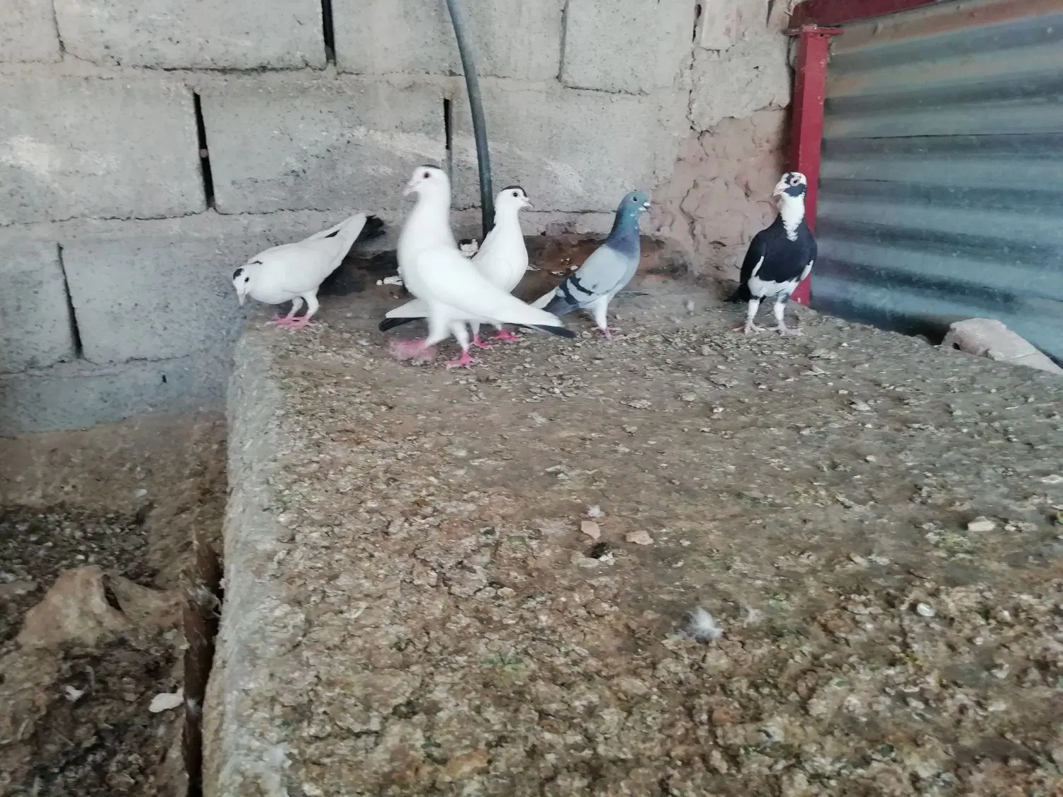 کبوتر|پرنده|بهاباد, |دیوار