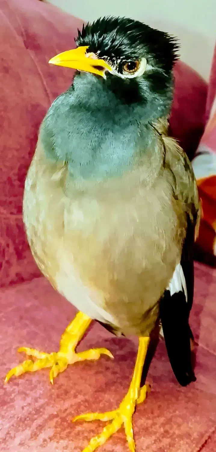 قناری مینا سهره پرنده ....|پرنده|مشهد, منزل آباد|دیوار