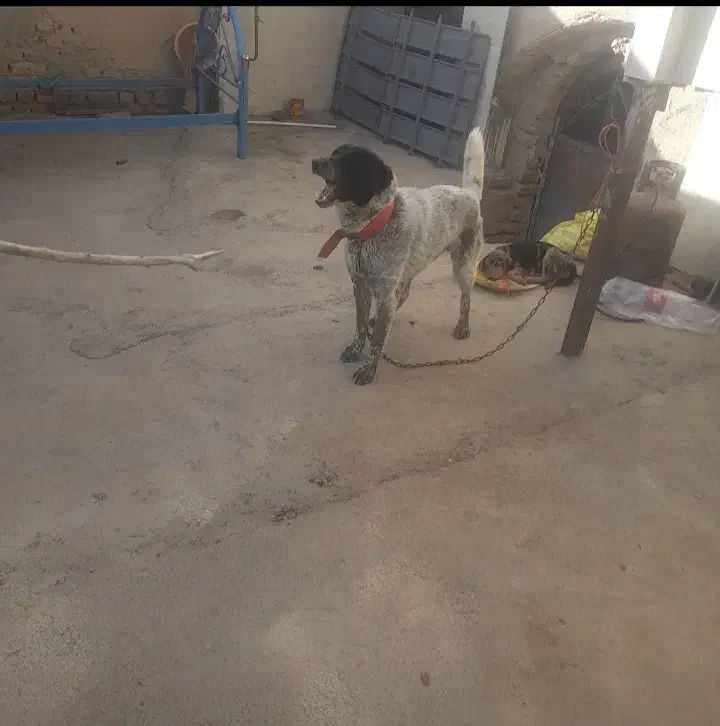 واگذاری سگ قدریجان|سگ|بروجرد, |دیوار