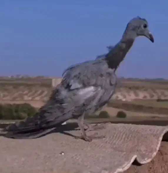 جونه نر گرتی|پرنده|خرم‌آباد, |دیوار