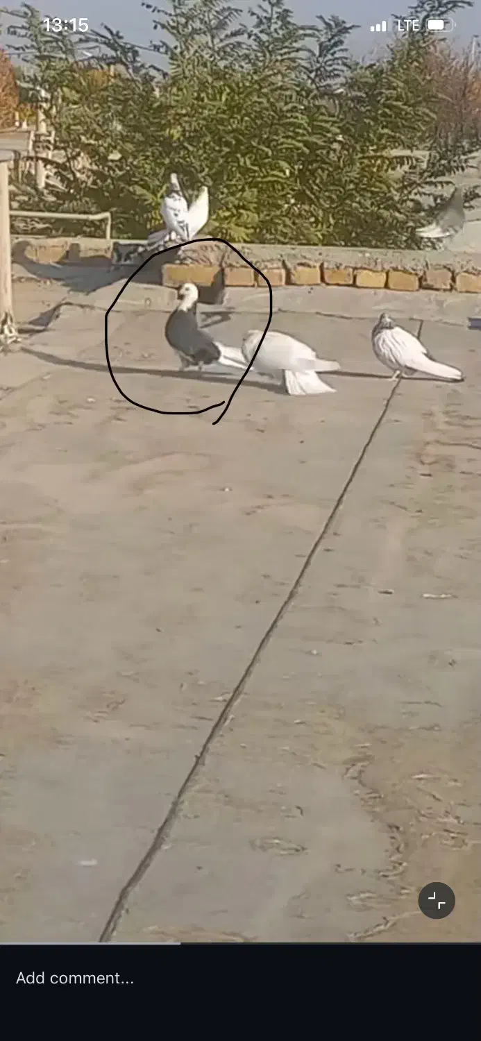 گمشده در خیابان حمزه|پرنده|سراوان, |دیوار