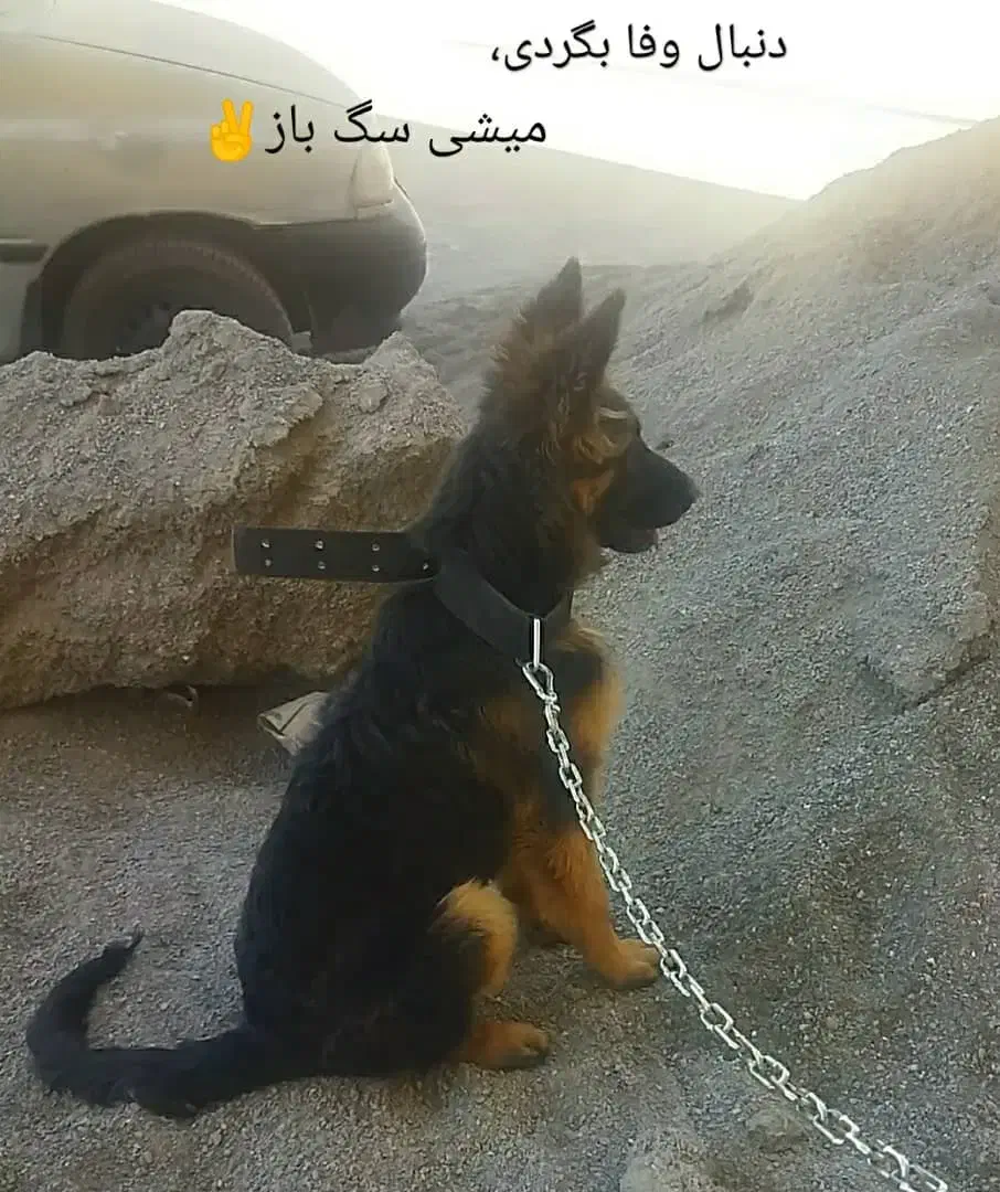 ژرمن اصل|سگ|فرخ‌شهر, |دیوار