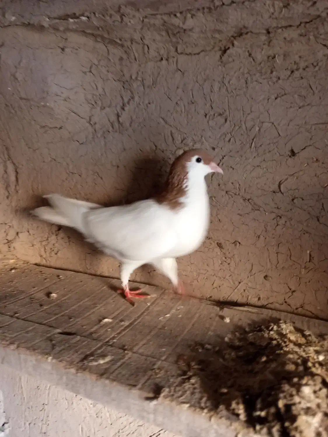 ساده کفتر|پرنده|نیشابور, حقیه|دیوار