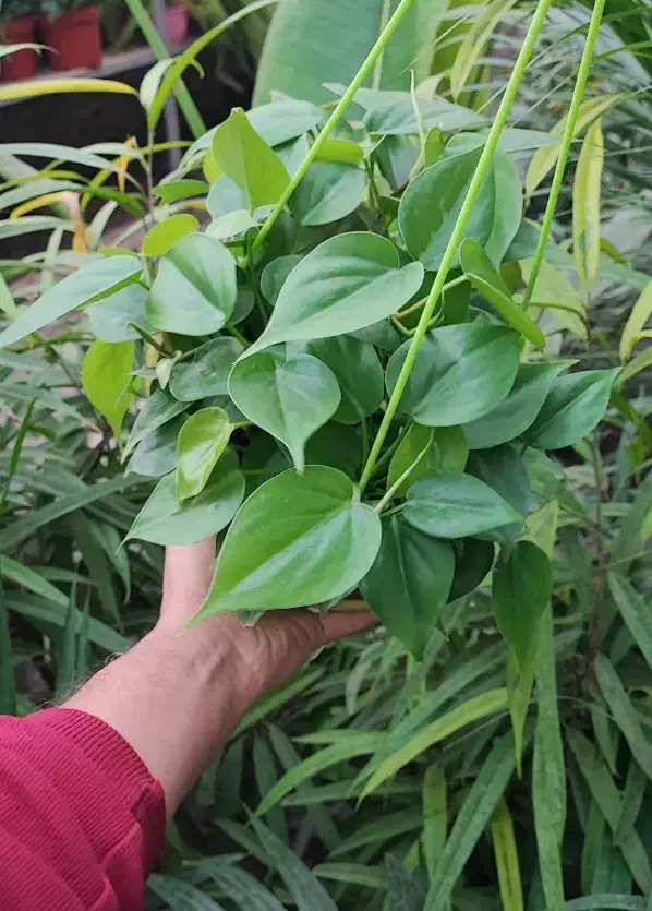 گلدان گیاه اسکاندیس سبز پتوس|گل و گیاه طبیعی|تهران, مجیدیه|دیوار