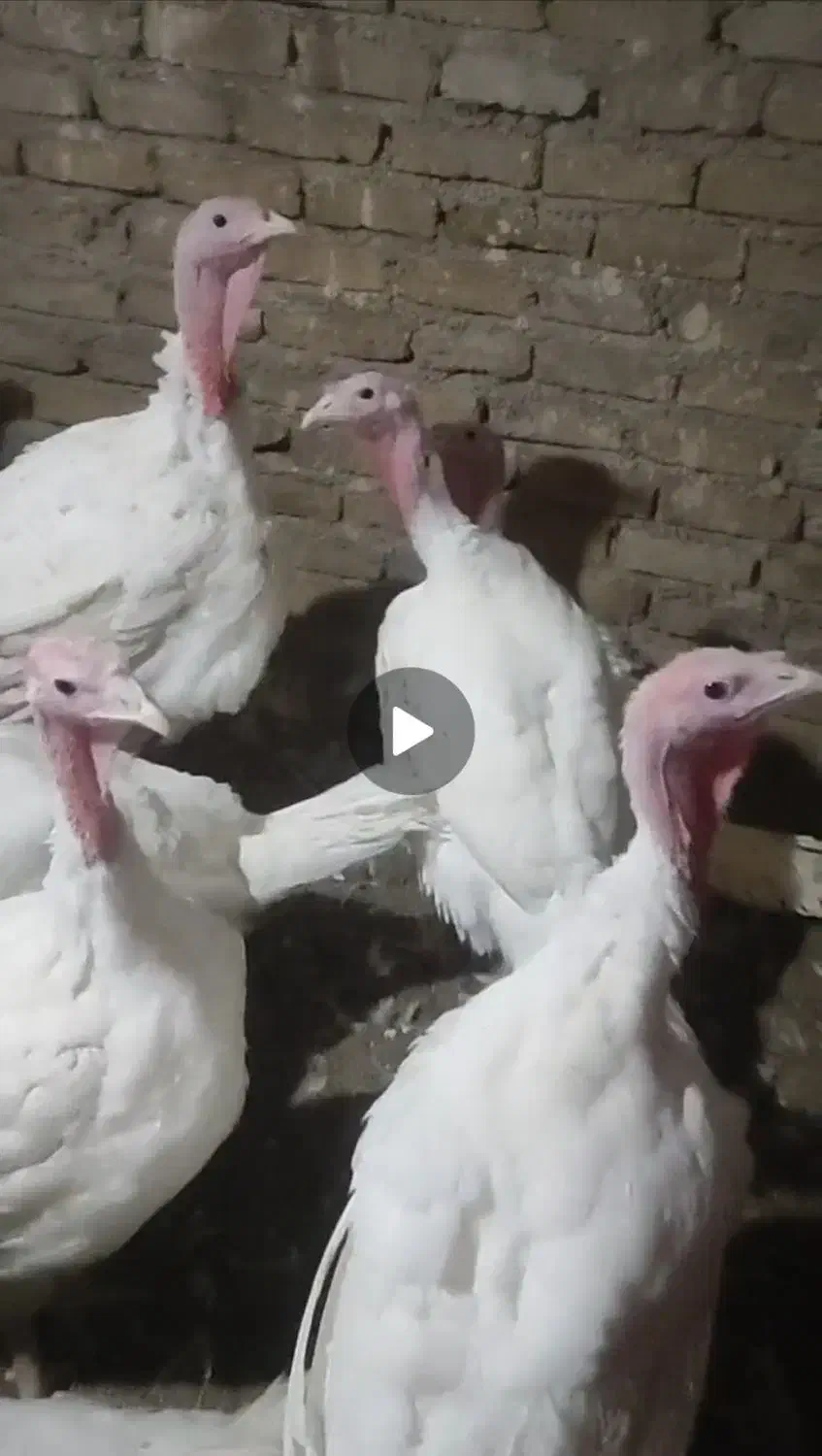 بوقلمون گوشتی|حیوانات مزرعه|قوچان, |دیوار