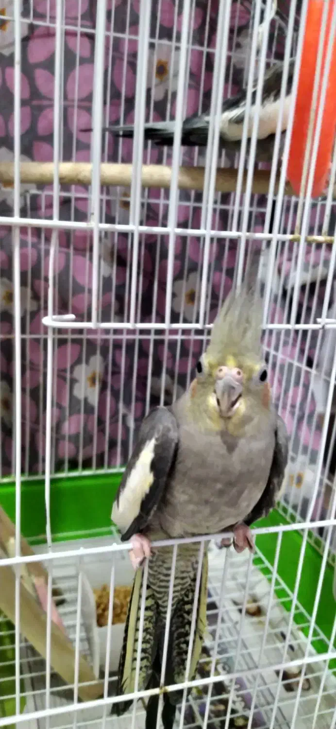 عروس هلندی|پرنده|فومن, |دیوار