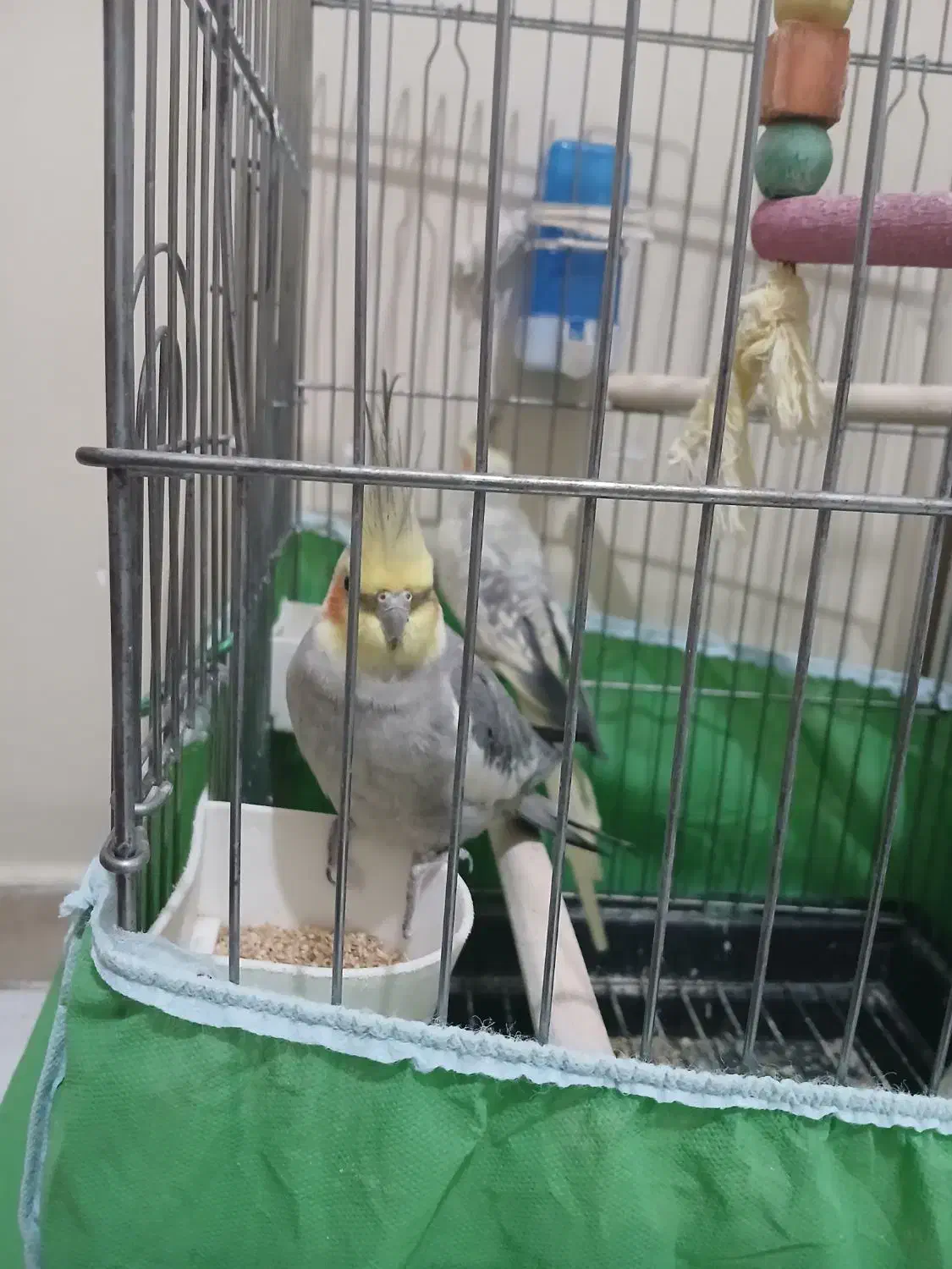 عروس هلندی|پرنده|تهران, افسریه جنوبی|دیوار