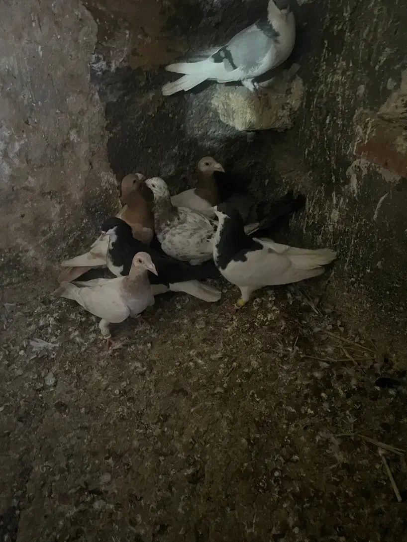 کبوتر|پرنده|محمدیه-قزوین, |دیوار