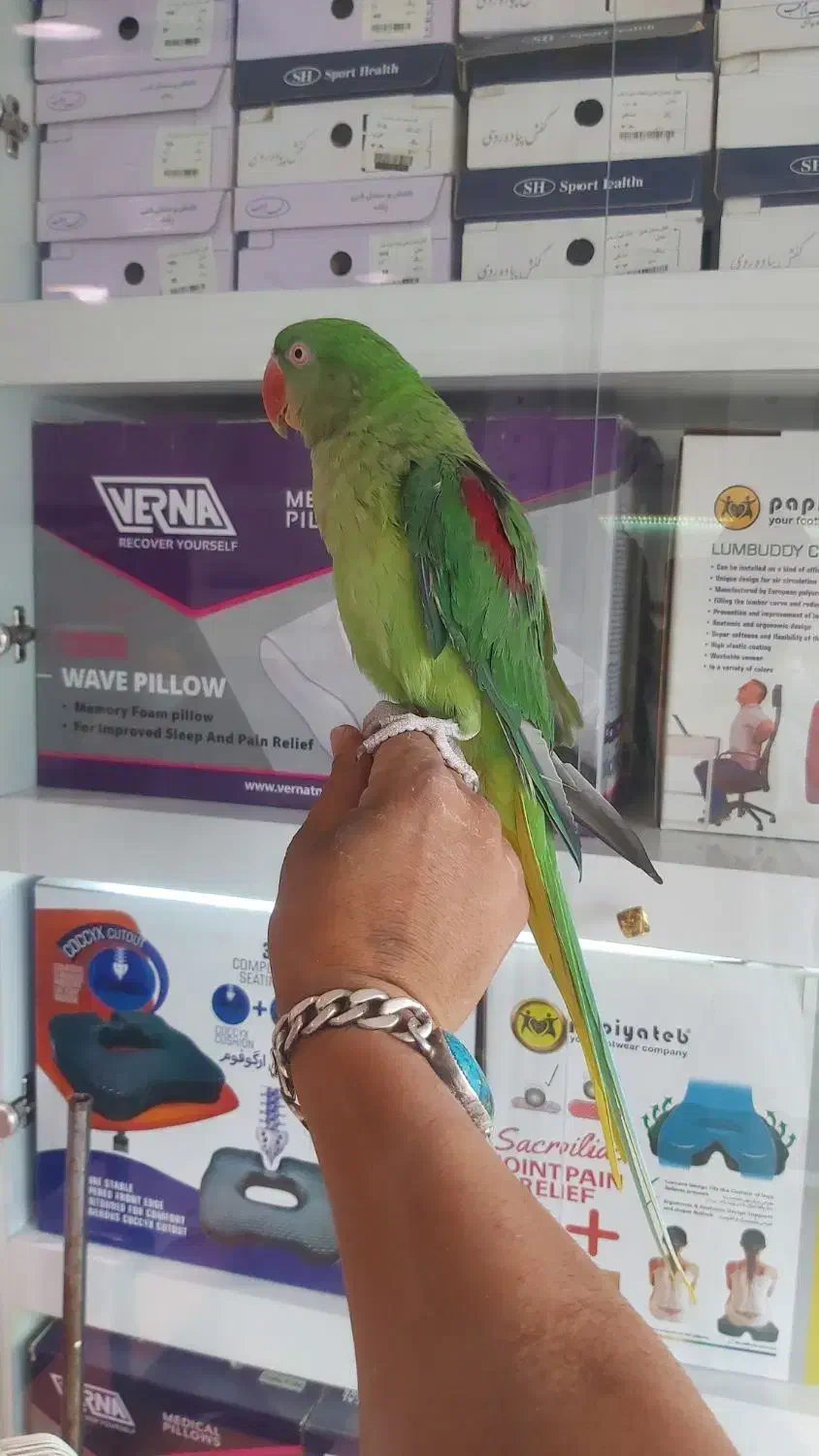 جوجه شاه طوطی چشم سیاه حلقه پا پرورشی|پرنده|ری, علایین|دیوار