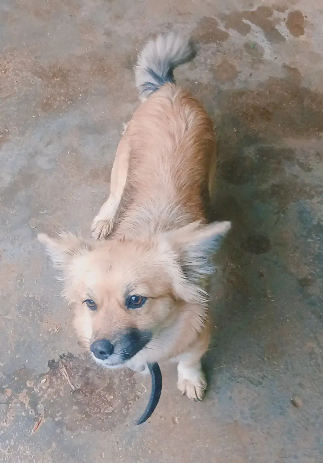 سگ بازیگوش|سگ|تهران, الهیه|دیوار