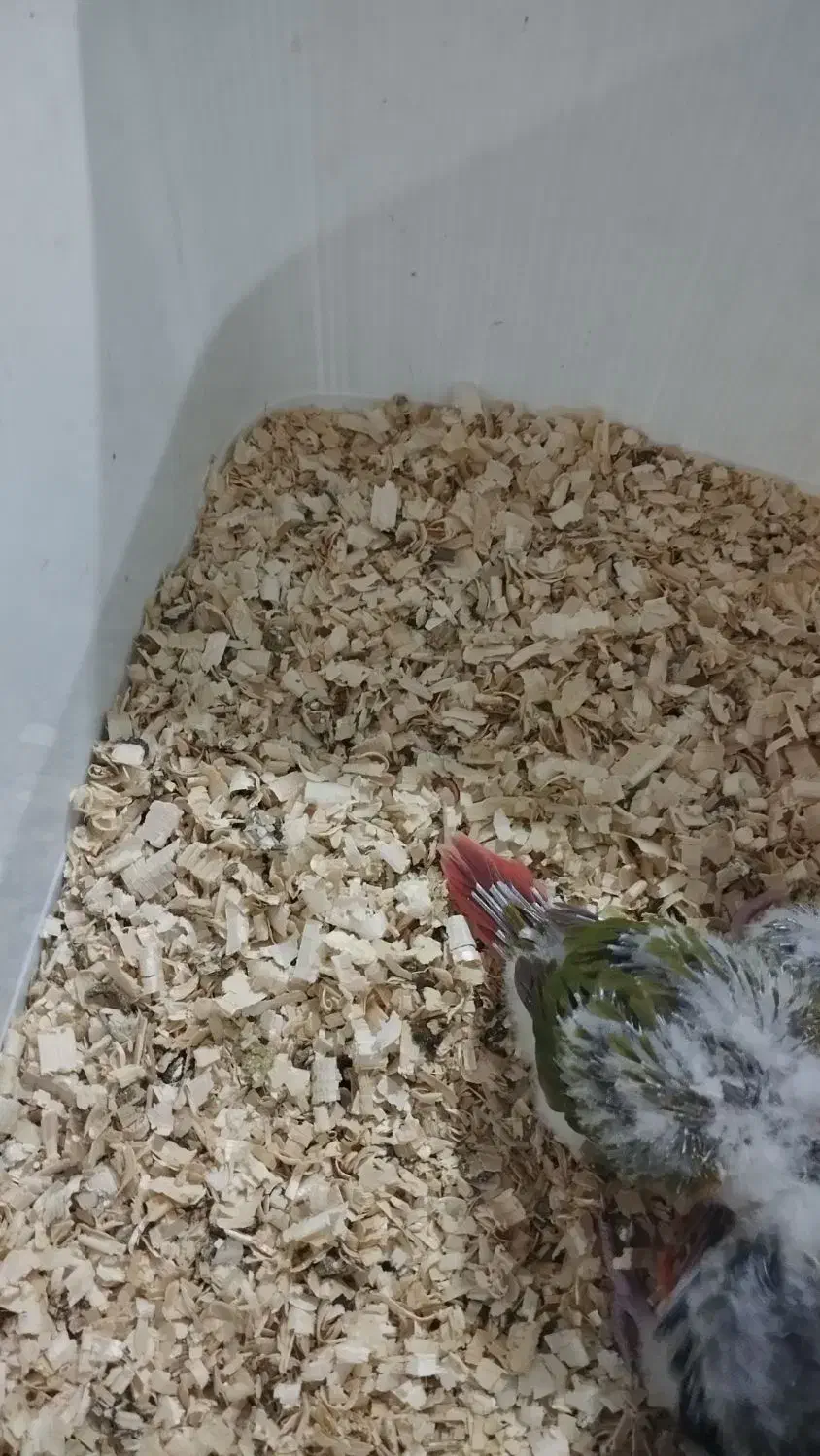 جوجه گرینچیک دبل رد|پرنده|مشهد, ابوذر|دیوار