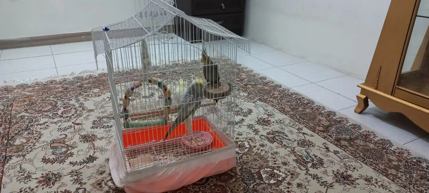 عروس هلندی|پرنده|تهران, والفجر (افسریه)|دیوار