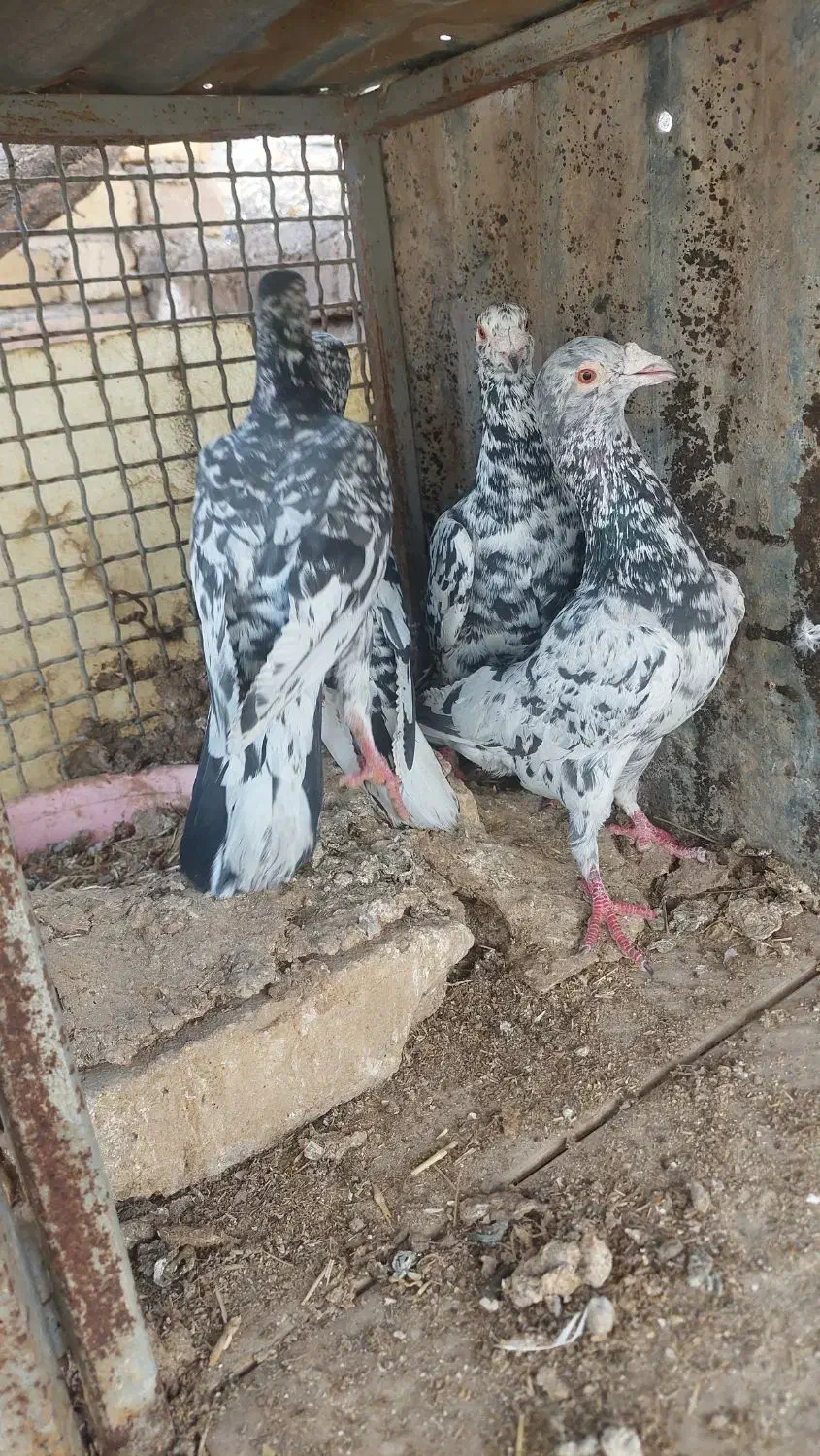 کفتر سیاه هفرنگ نر|حراج|بوئین زهرا, |دیوار