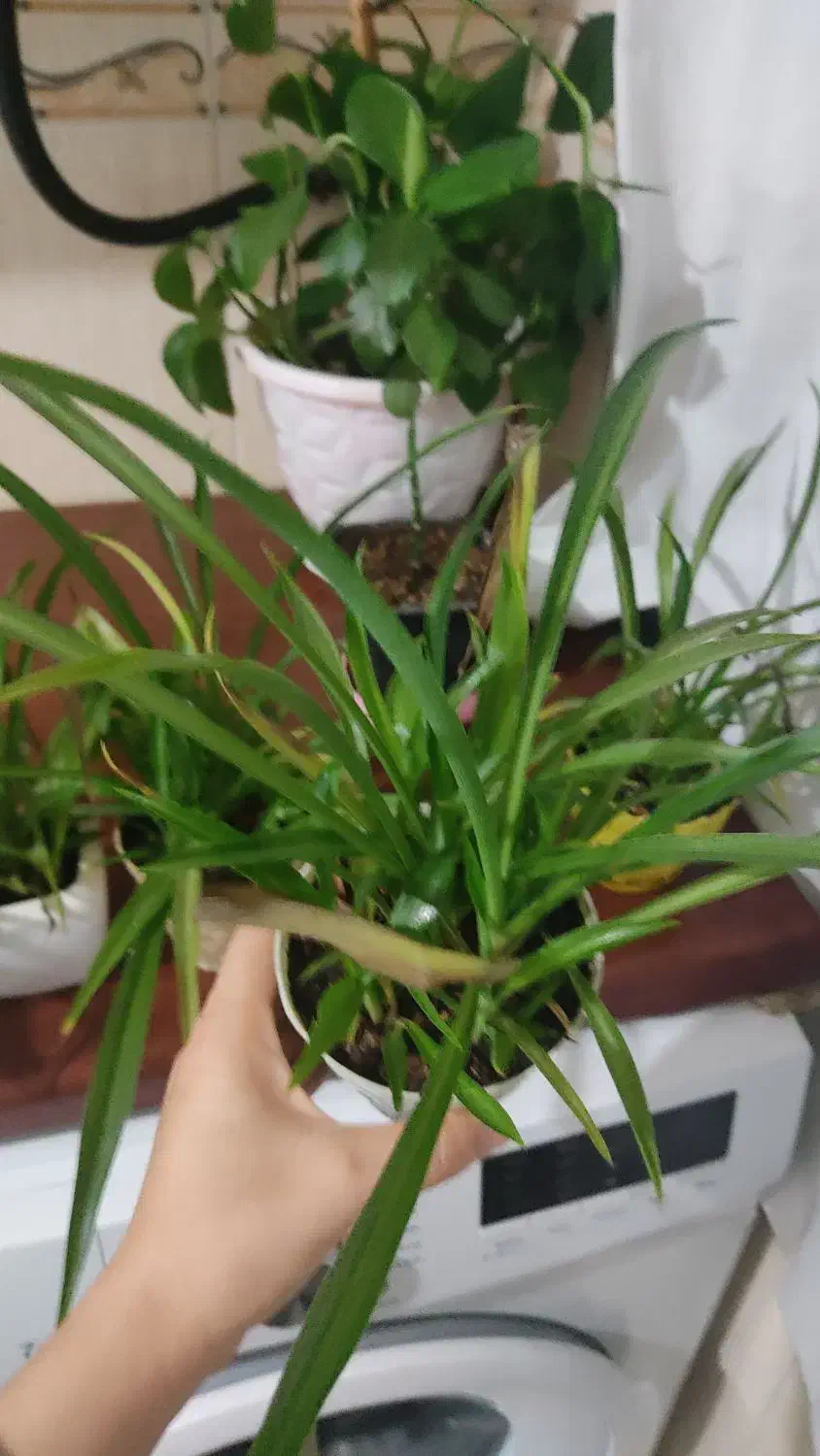 گل گندمی|گل و گیاه طبیعی|اندیشه, اندیشه فاز ۱|دیوار