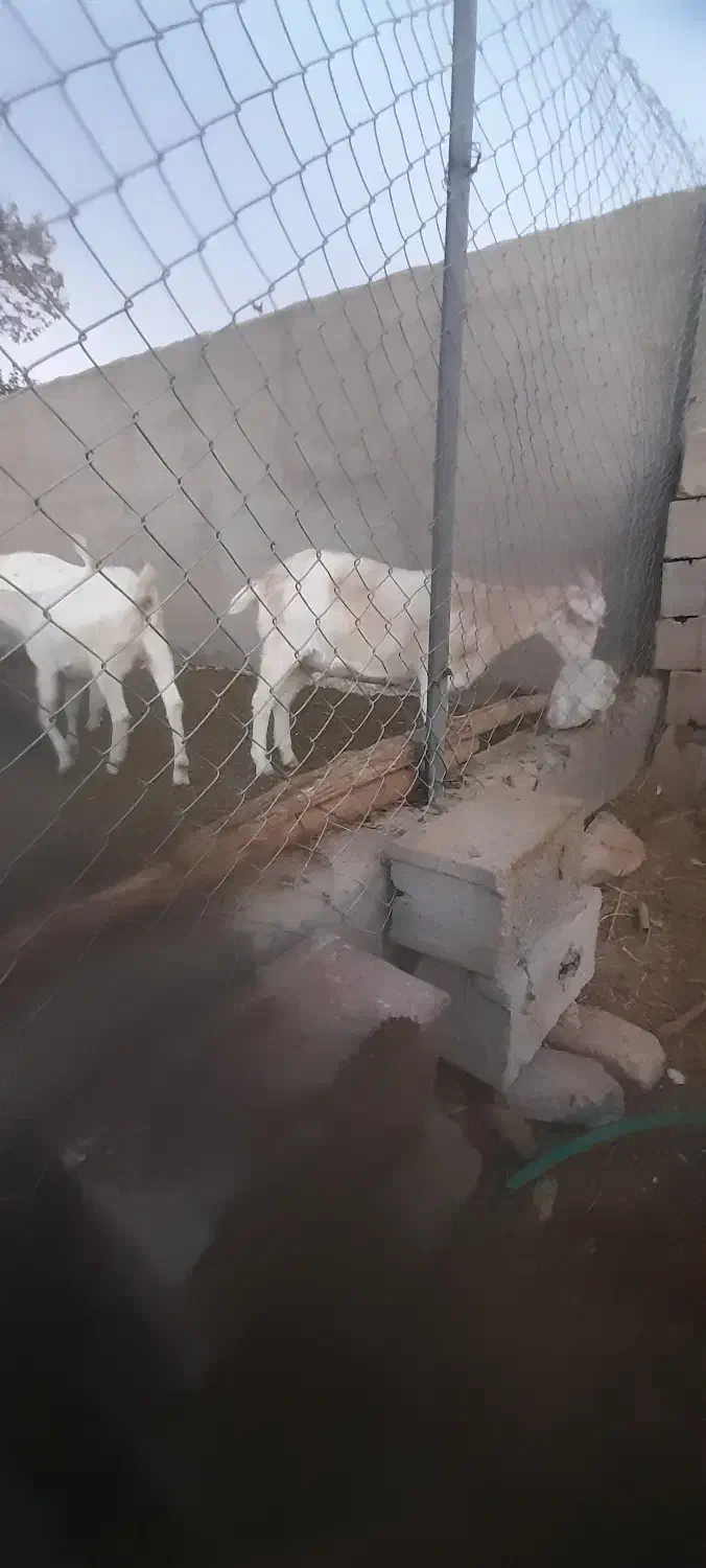 فروش ۴ راس کره ماده سانن ۱۰ ماه آبستن|حیوانات مزرعه|شهر بابک, |دیوار