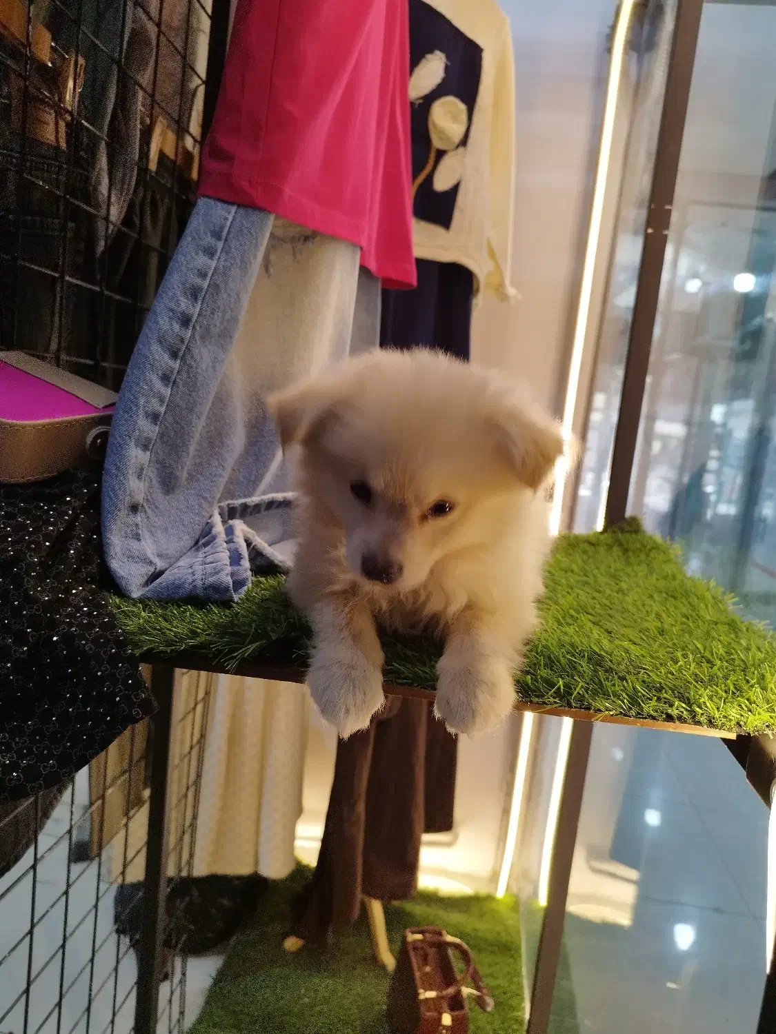 واگذاری سگ پامر روباهی|سگ|نورآباد ممسنی, |دیوار