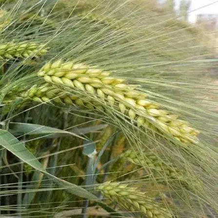 جو آبی بذری رقم شهبد فقط تناژ|خدمات باغبانی و درختکاری|کبودرآهنگ, |دیوار