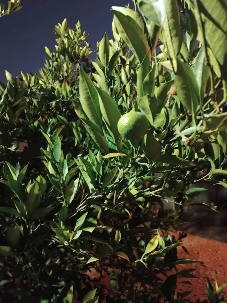 فروش آپارتمان ۵۵۰ متری ۲ خوابه طبقه ۱|فروش آپارتمان|باغ ملک, |دیوار