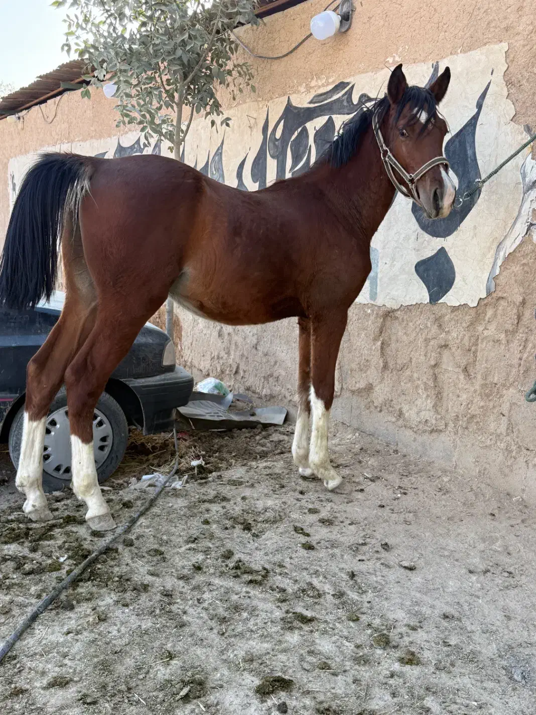 اسب کره نوه سالار۲|اسب و تجهیزات اسبسواری|شیراز, انجیره|دیوار
