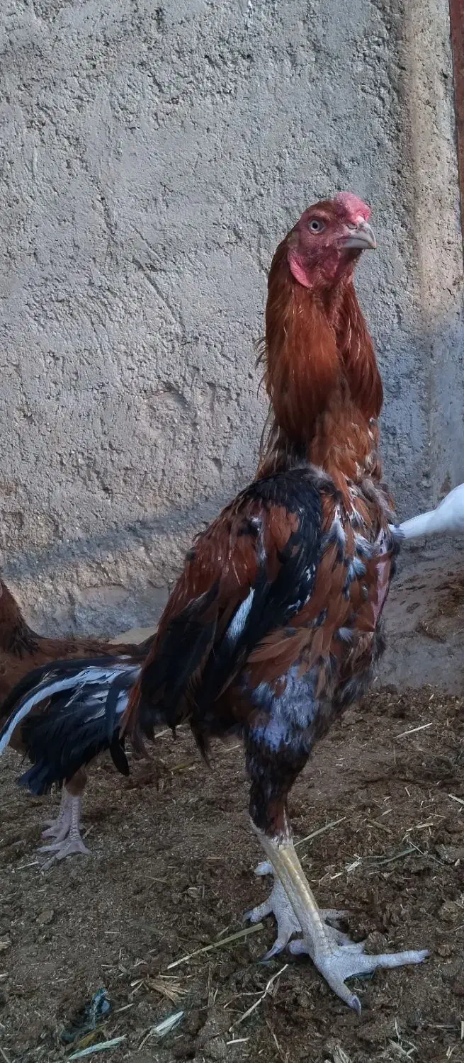 خروس لاری|حیوانات مزرعه|قیدار, |دیوار