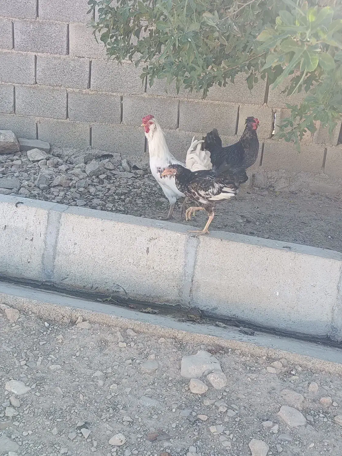 خروس گلین|حیوانات مزرعه|سرپل ذهاب, |دیوار