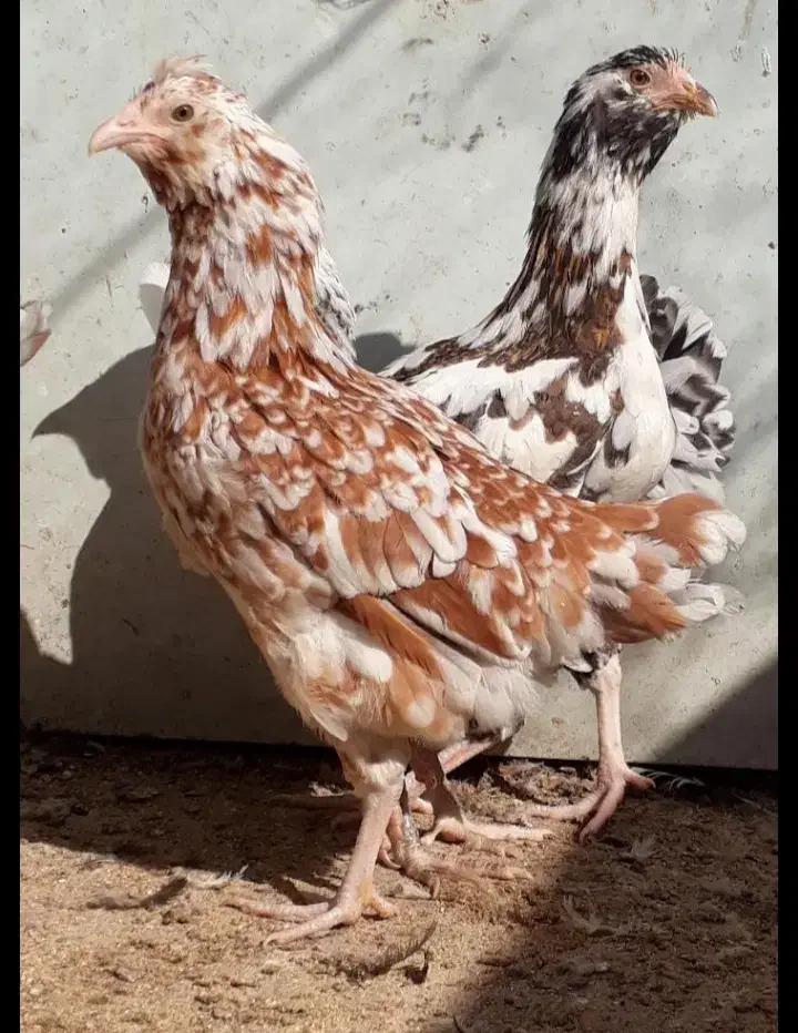 تخم نطفه دار گلین گیل لری|حیوانات مزرعه|کرج, شعبان‌آباد|دیوار