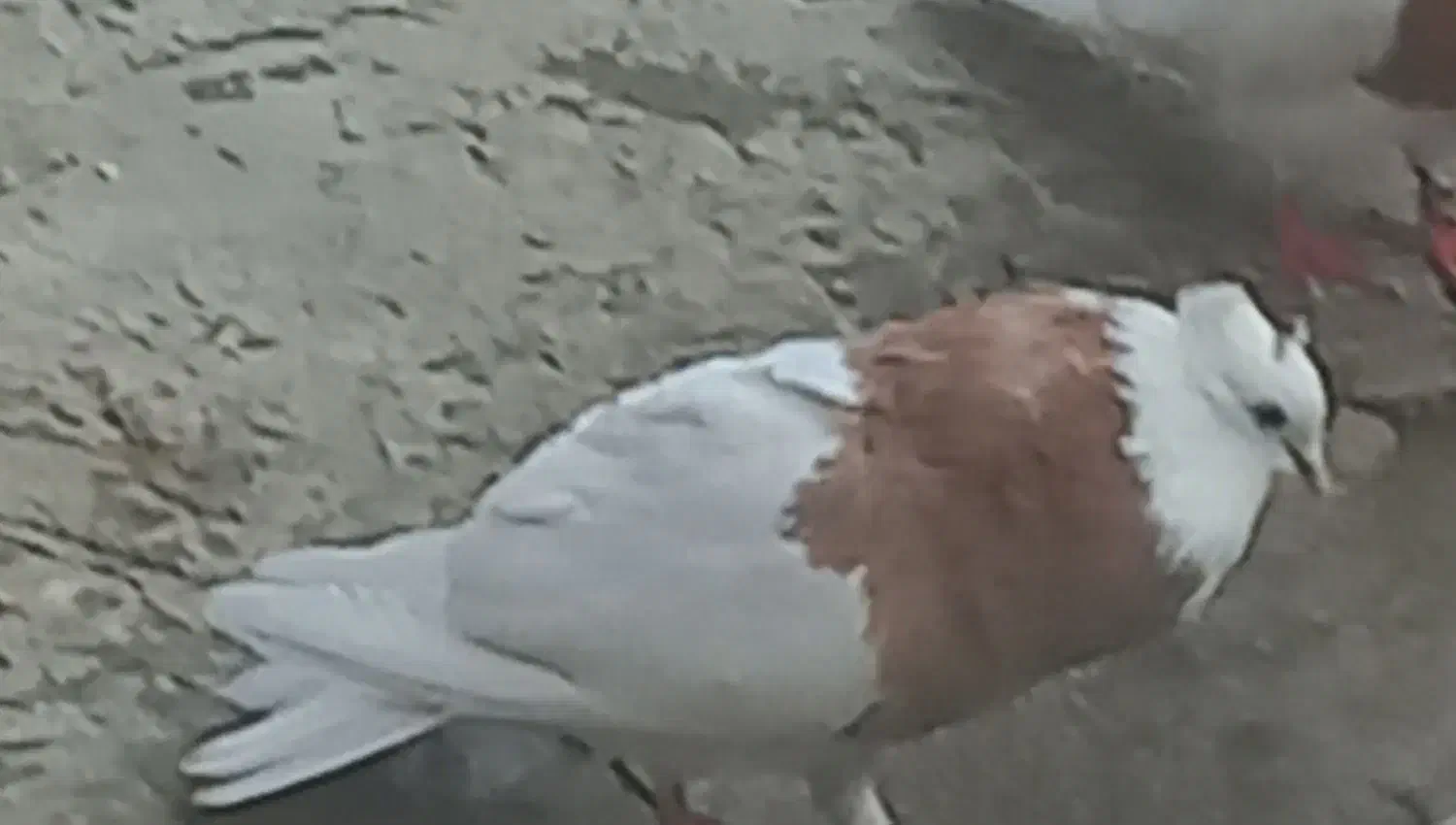 طوقی نر زرد|پرنده|اسدآباد, |دیوار