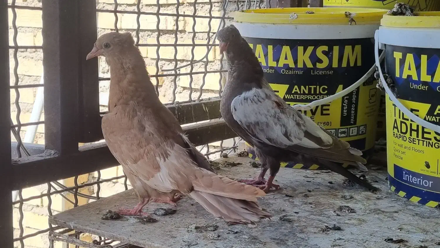 جوجه سینه ای|پرنده|حمیدیه, |دیوار