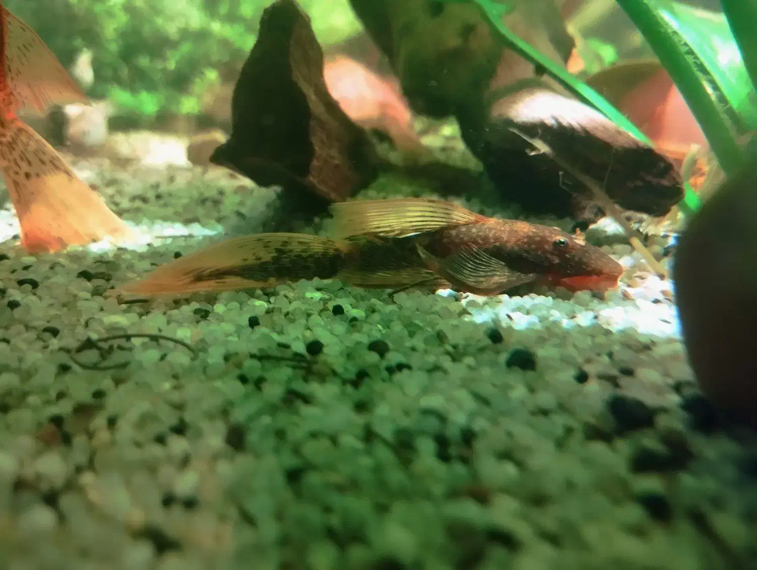 جفت پیش مولد کت رد ماربل سوپر باله|ماهی|مشهد, تربیت (صدف)|دیوار