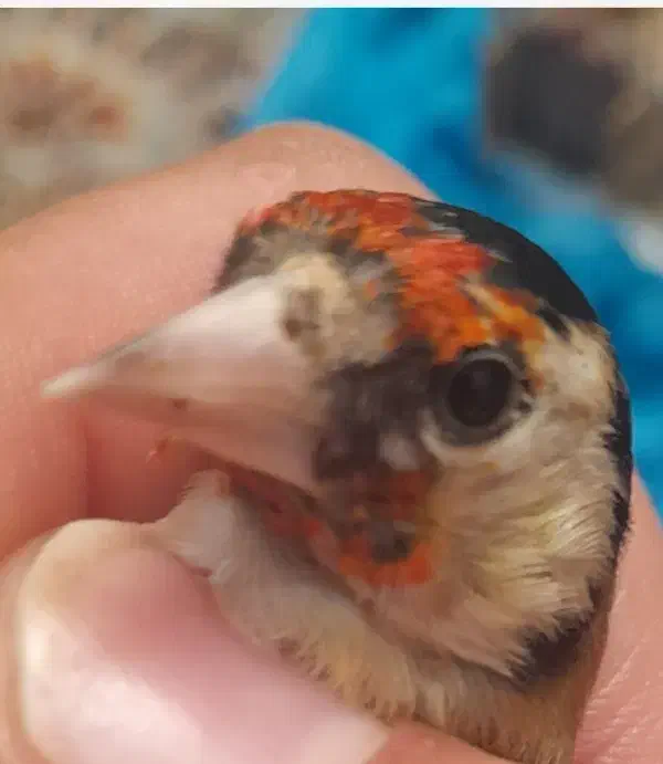 سهره جوجه سال و قناری سرخ ذات قدیم  زیبا|پرنده|شیراز, قلعه نو|دیوار