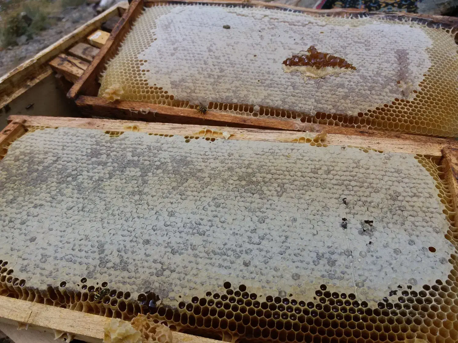 عسل کوه بلقیس|خوردنی و آشامیدنی|زنجانرود, |دیوار