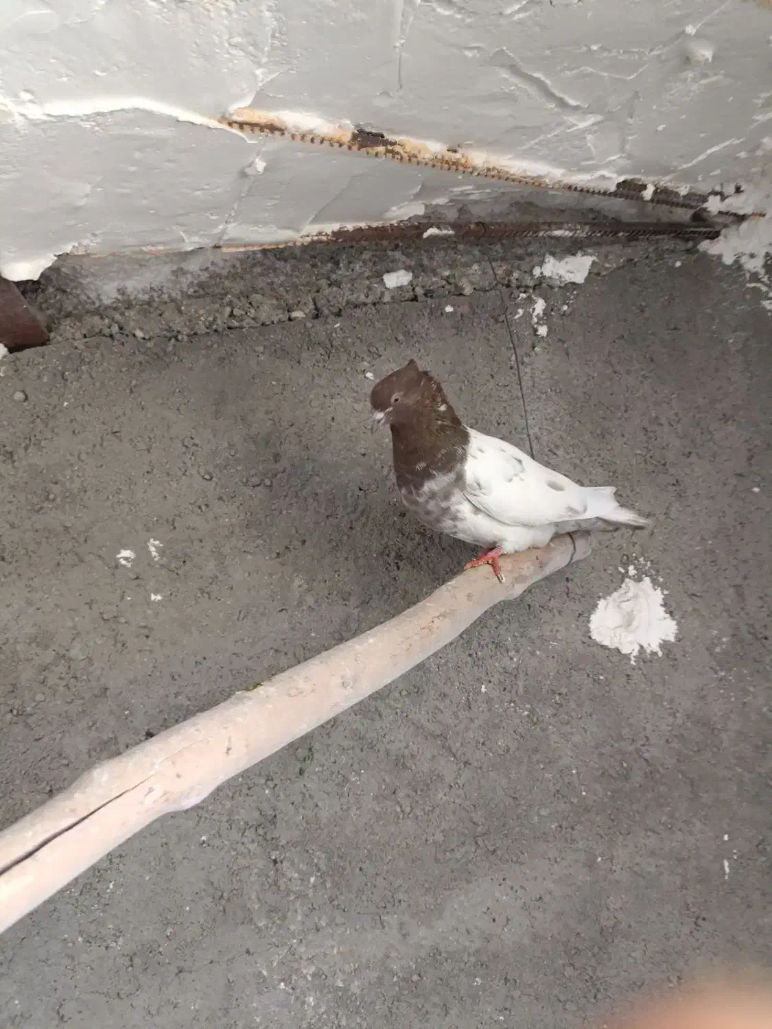 کفتر ماده کله ای|پرنده|دورود, |دیوار