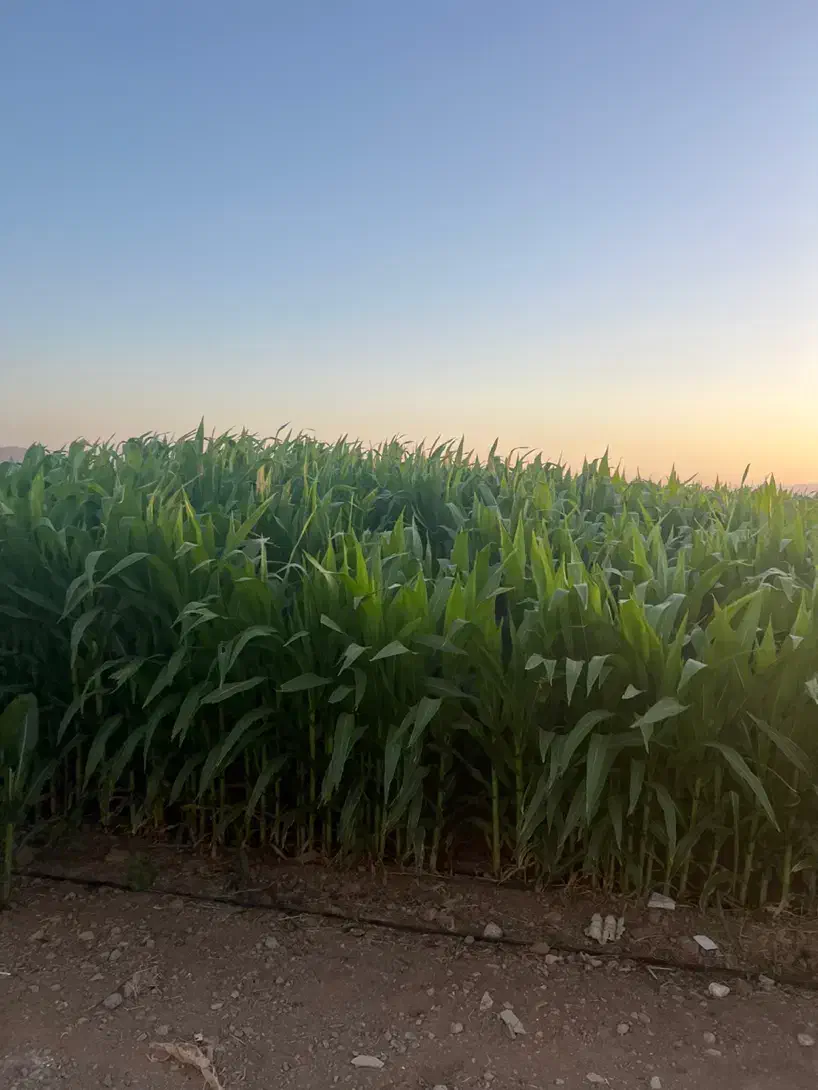 200جریب چاه گلخانه گاوداری باپروانه مرغداری کارخان|فروش دفتر صنعتی، کشاورزی، تجاری|میمه, |دیوار