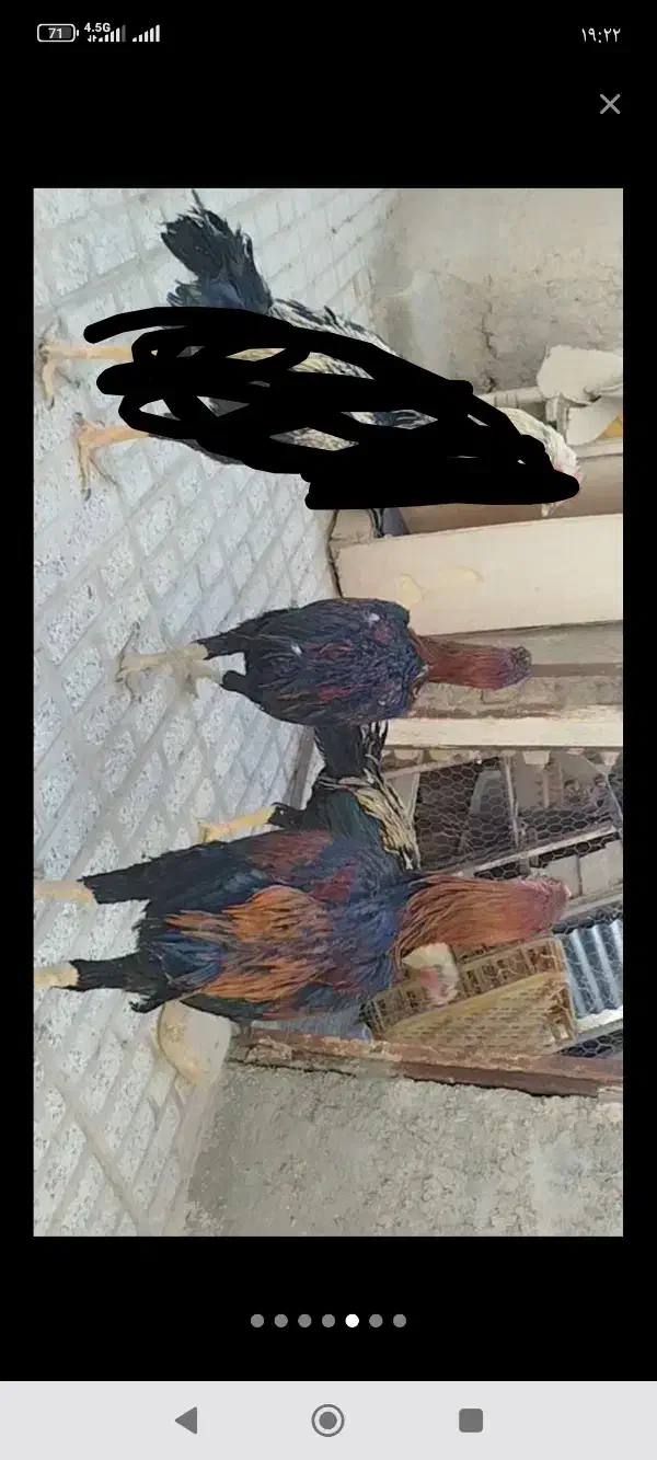 خروس لاری اصل قلم سبز فروشی جوون|حیوانات مزرعه|تربتحیدریه, رباط سفلی|دیوار