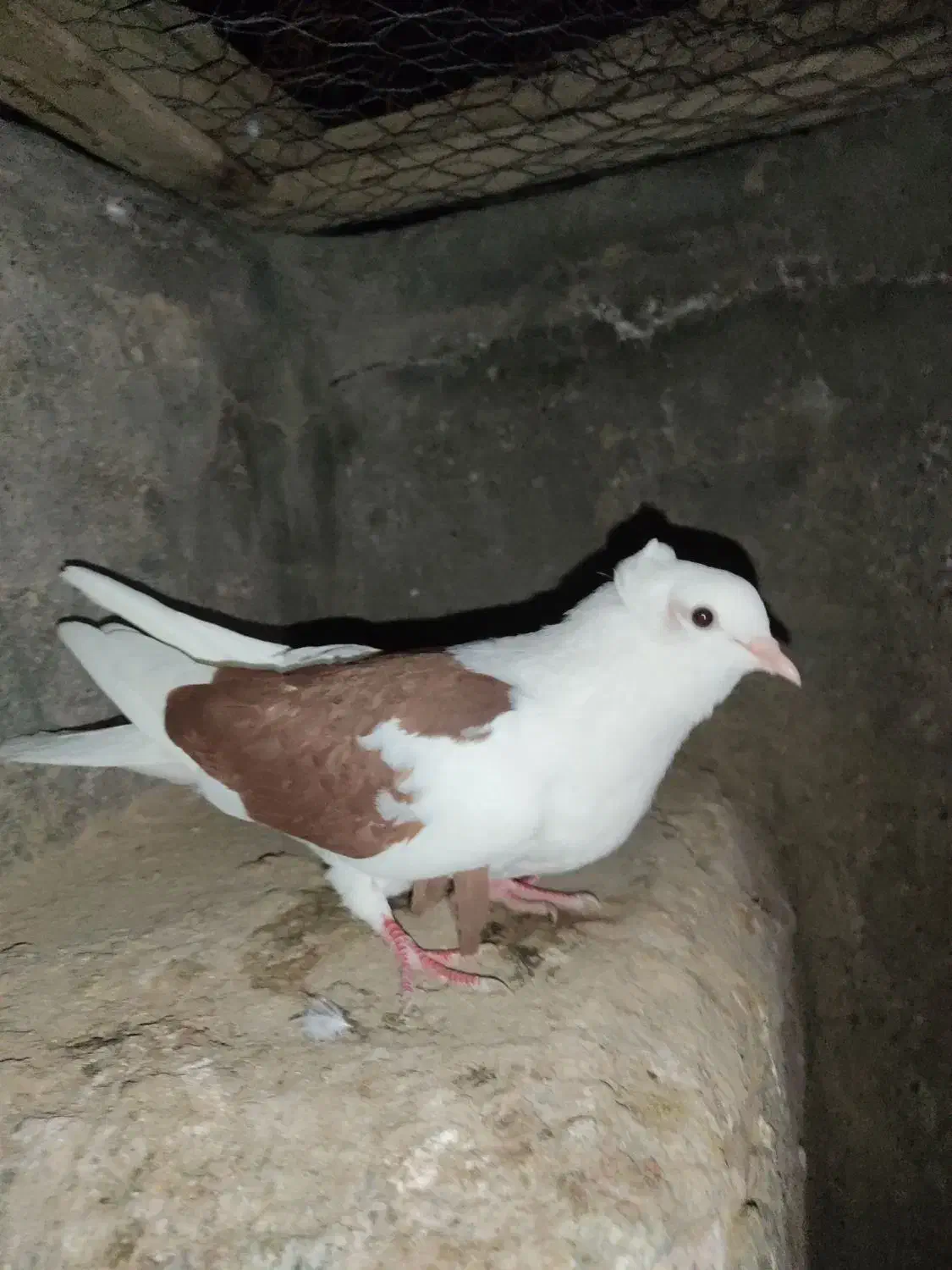 کفتر|پرنده|آران و بیدگل, |دیوار