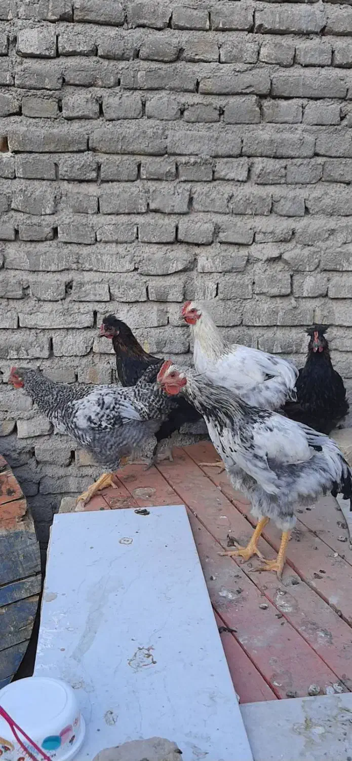 خروس و مرغ نژاد برهما، لهستانی و گلپایگانی|حیوانات مزرعه|تربت‌حیدریه, مظفریه|دیوار